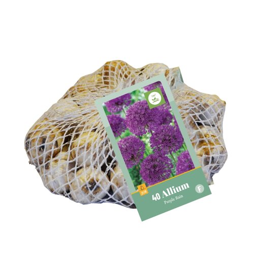 Uienbollen Purple Rain (netzak 40 stuks)